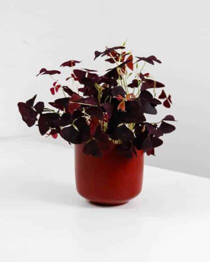 oxalis and pot