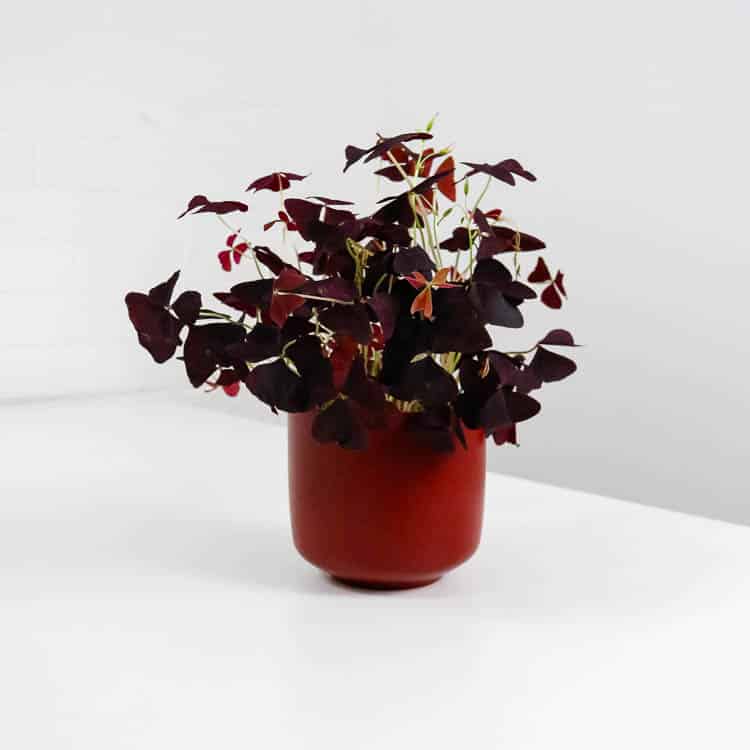 oxalis and pot oxalis and pot