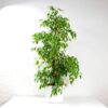 weeping fig golden king and pot-1 weeping fig golden king and pot