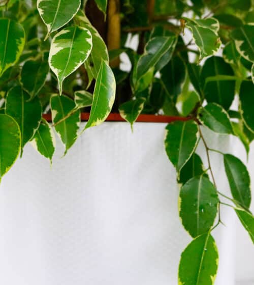 weeping fig golden king and pot