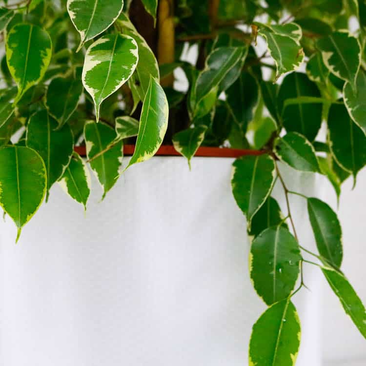 weeping fig golden king and pot-2 weeping fig golden king and pot