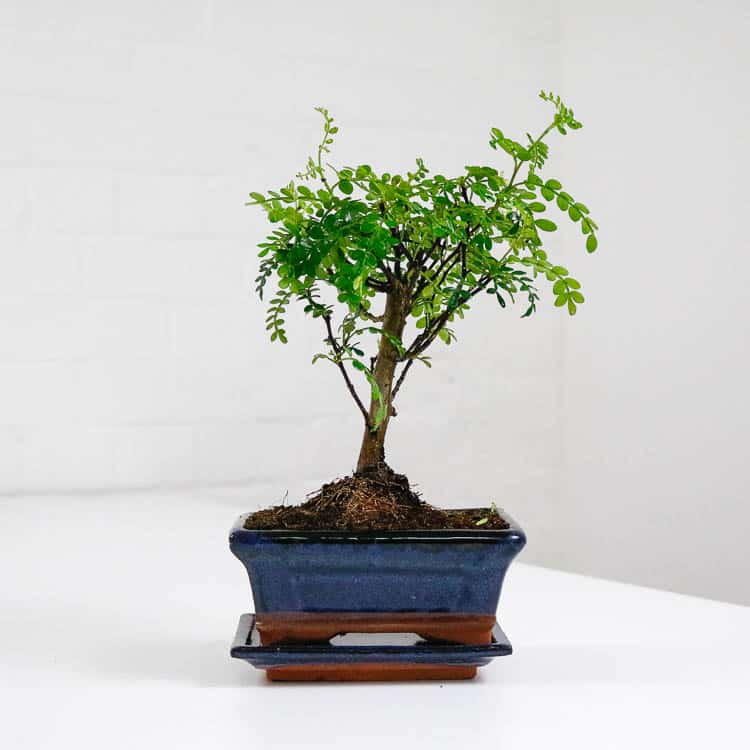 chinese pepper bonsai tree indoor uk