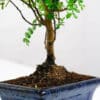 chinese pepper bonsai tree indoor uk