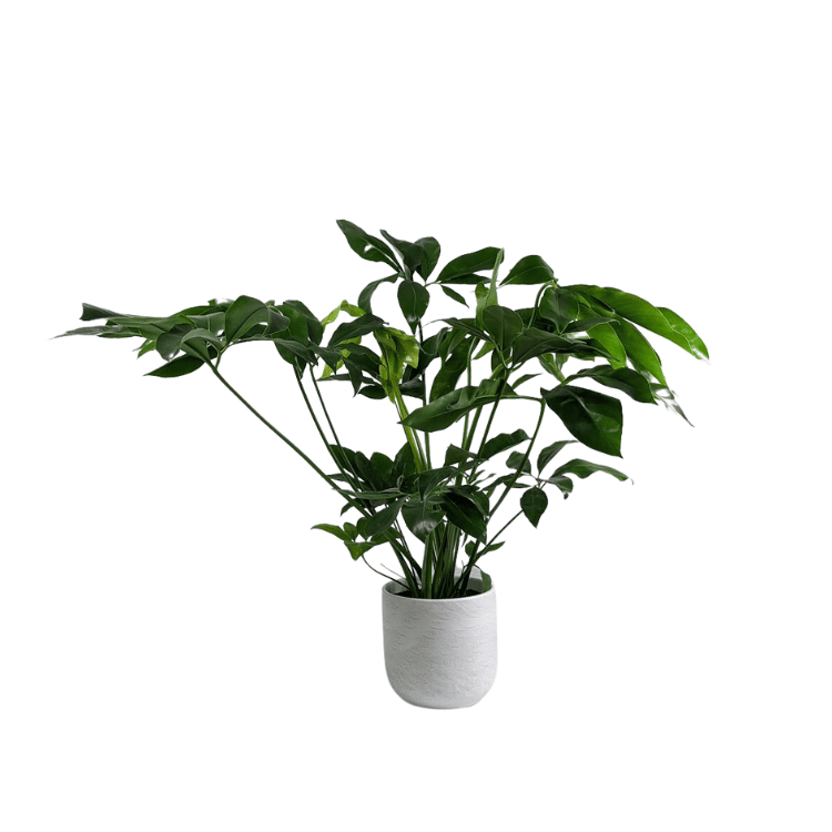 Philodendron Fun Bun | Houseplants UK | Oxy-Plants