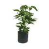 Australian umbrella tree