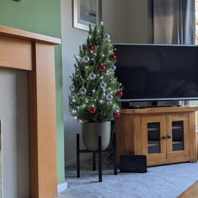 xmas tree 5