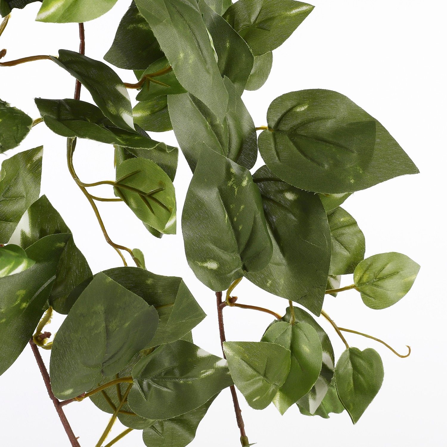 scindapsus 1