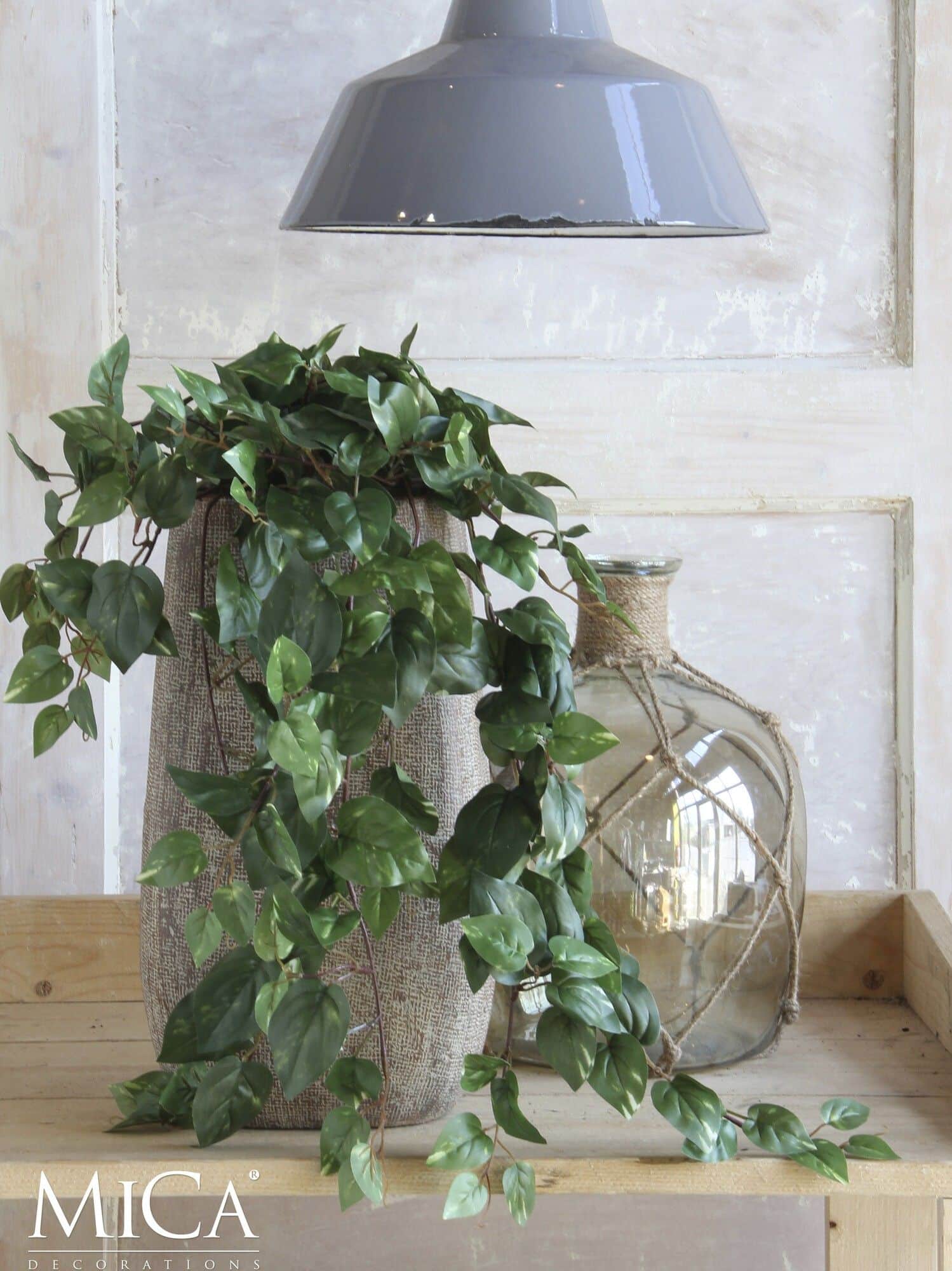 scindapsus 2
