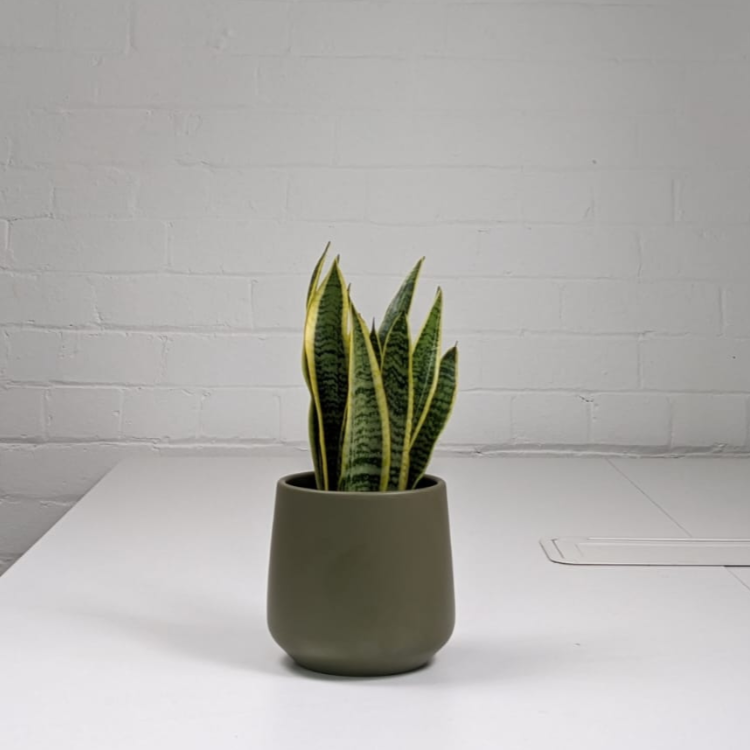 Snake plant deals pot