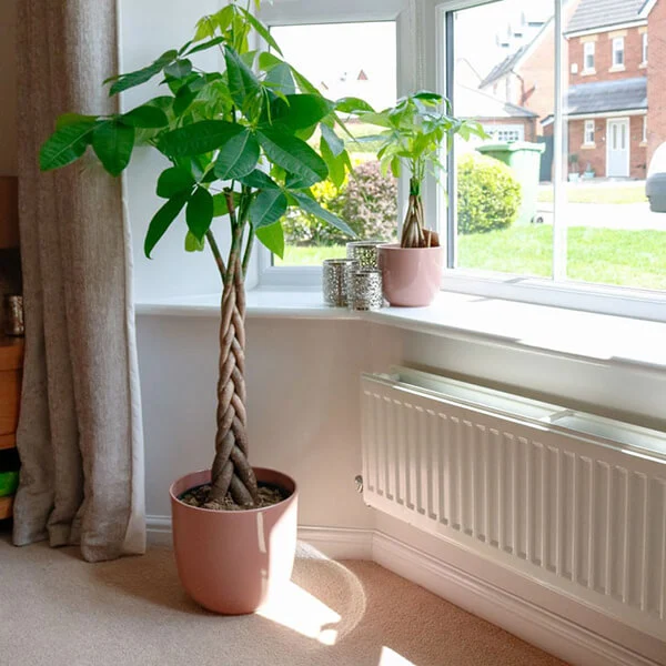 Where to buy on sale a money tree