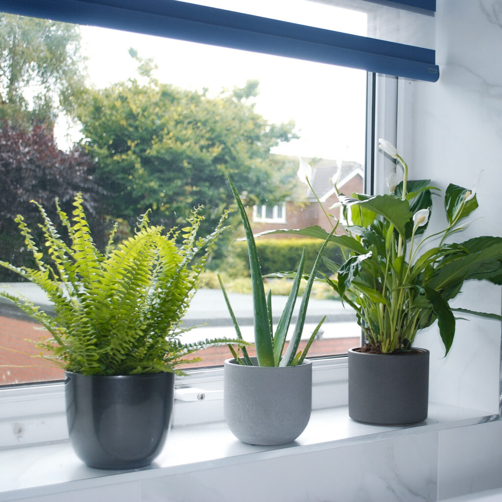 Bathroom Plant Bundle - Freshen Up Your Bathroom