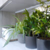 kitchen-plant-bundle-2