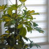 kitchen-plant-bundle-umbrella