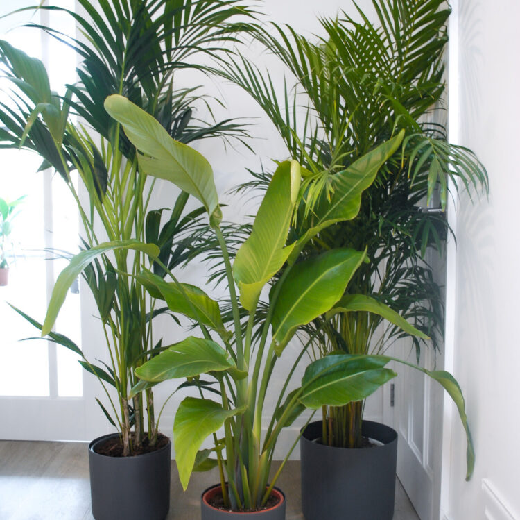 what to do when a plant gets too big