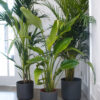 showstopper-plant-bundle-3