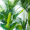 showstopper-plant-bundle-4