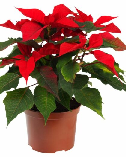 poinsettia
