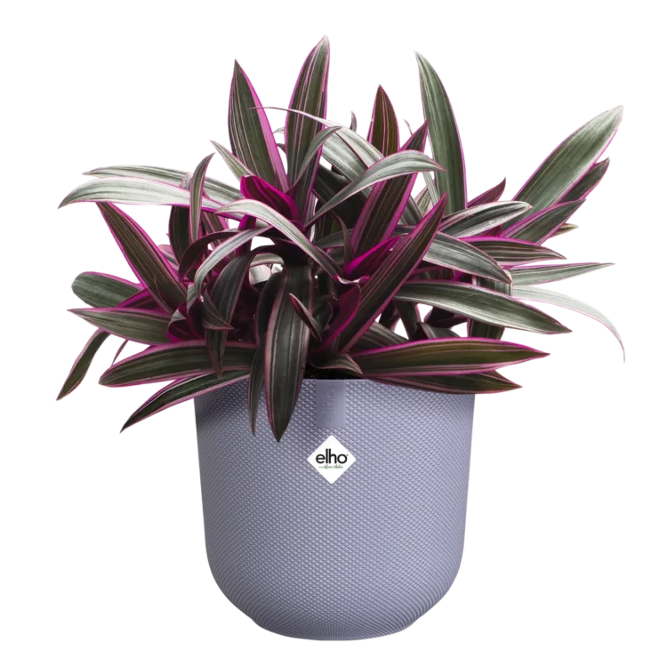 Elho Jazz Elho Plant Pots Buy Plant Pots UK