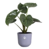 lavender jazz large