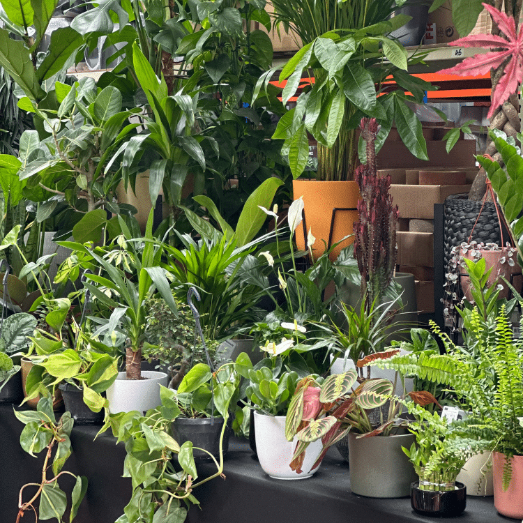 Plant Shop Bolton OxyPlants Buy Outdoor & Indoor Plants